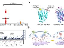 草莓视频
付利教授团队在《PNAS》杂志发表研究论文