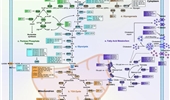 MicroRNA-mediated reprogramming of glucose, fatty acid and amino acid metabolism in cancer