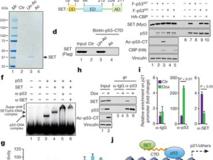 草莓视频
朱卫国教授与哥伦比亚大学顾伟教授团队合作在Nature上发表高水平研究论文