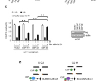 草莓视频
许兴智教授团队在Nucleic Acids Research期刊揭示DNA修复的新调控机制