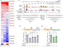 草莓视频
魏朝亮教授团队在《PNAS》杂志发表研究论文