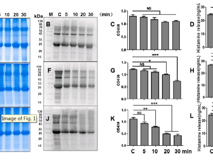 草莓视频
公共卫生学院吴序栎博士团队在国际学术期刊《Food Chemistry》发表文章