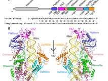 草莓视频
李思思团队在顶尖杂志《Science》上合作解析Dicer作用机制