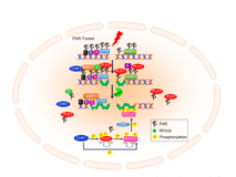 草莓视频
许兴智教授团队在Nucleic Acids Research发文揭示有丝分裂核心激酶PLK1活性的新调控机制