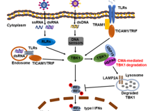 草莓视频
陈玮琳特聘教授团队在《Autophagy》发表研究论文