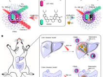 草莓视频
林静教授团队在《Research》发表活体硫化氢高灵敏成像研究成果