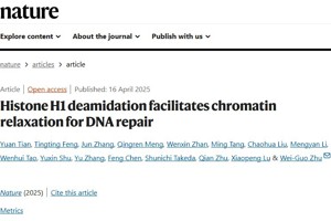草莓视频
朱卫国教授团队在国际顶级期刊Nature上发表论文揭示DNA损伤应答过程中染色质松散的新机制