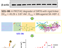 草莓视频
朱卫国教授团队在Journal of Medicinal Chemistry发表SIRT6小分子降解剂SZU-B6抗肝癌研究成果