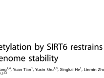 草莓视频
朱卫国教授团队在 Cell Death & Differentiation发表RNA结合蛋白hnRNPA2B1维持基因组稳定性研究成果
