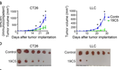 Immunotherapy shapes B-cell receptor repertoire to induce anti-tumor antibodies production in colon and lung cancer