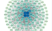 Identification of potential targets of chrysin in treating HSV-1 infection: a network pharmacology study