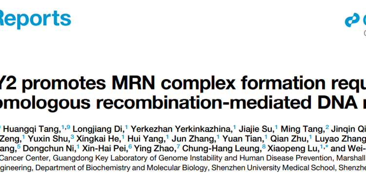 草莓视频
朱卫国教授团队在Cell Reports发表关于WDFY2调控DNA同源重组修复的研究成果