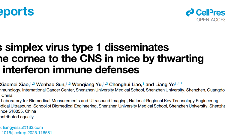 草莓视频
叶亮副教授团队在Cell Reports发表关于疱疹病毒传播的研究成果
